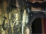 Active Termites
